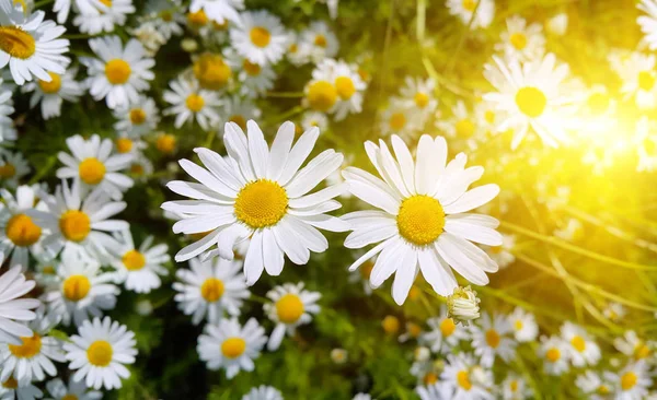 Kwiaty Piękne Rumianek Światło Słoneczne — Zdjęcie stockowe