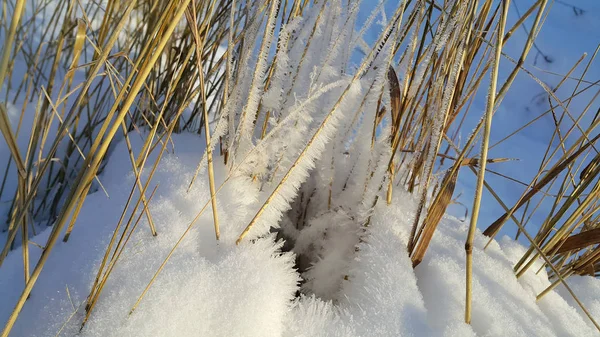 Bitkilerin Kuru Saplarını Closeup Kar Kristalleri Ile Kaplı — Stok fotoğraf