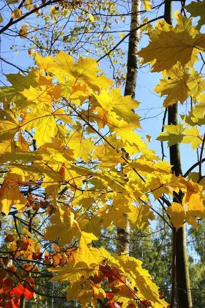 Gałęzie Drzew Jesienią Piękne Jasne — Zdjęcie stockowe