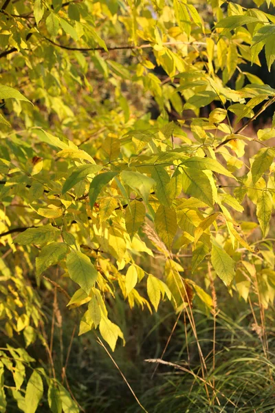 Podzimní strom větví — Stock fotografie