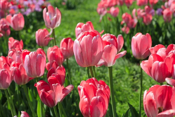 Krásné Světle Růžové Tulipány Detail Slunečný Den — Stock fotografie
