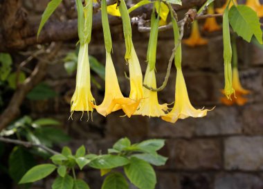 Melekler trompet veya Datura çiçek çiçek sarı brugmansia adlı
