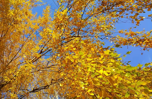 Branch Autumn Birch Tree Bright Yellow Leaves Blue Sky Background — Stock Photo, Image