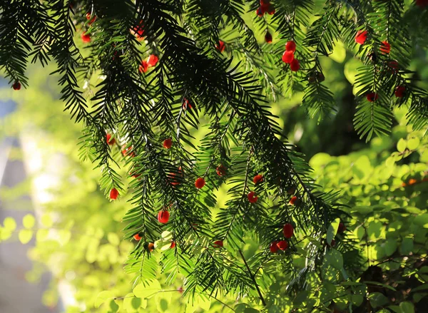 Red Berries Growing Evergreen Yew Tree Sunlight European Yew Taxus — Stock Photo, Image