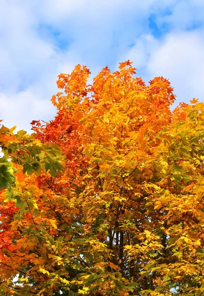 Φωτεινό Φθινόπωρο Κλαδιά Δέντρων Σφενδάμνου Φόντο Του Ουρανού Σύννεφα — Φωτογραφία Αρχείου