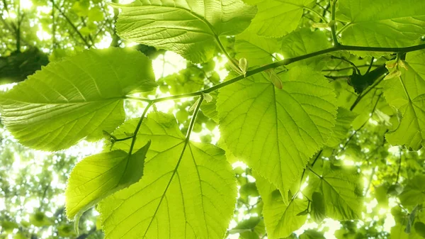 Follaje Fresco Primavera Tilo Que Brilla Luz Del Sol — Foto de Stock