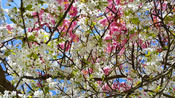 Lindas Flores Rosa Branco Árvores Cereja Primavera Contra Céu Azul — Fotografia de Stock