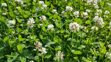 Close up of white clover in a summer meadow clipart