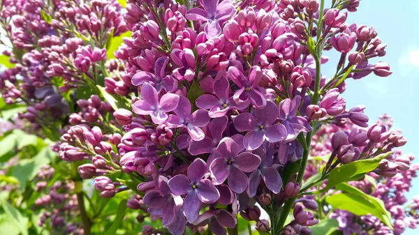 Vackra Ljusa Våren Blommor Blommande Lila Buske Närbild — Stockfoto