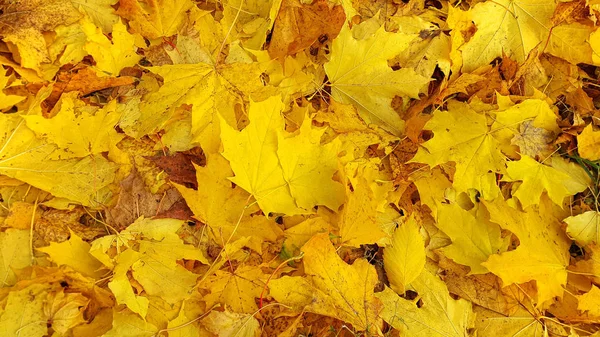 Bright Yellow Autumn Background Close Fallen Foliage Maple Tree — Stock Photo, Image