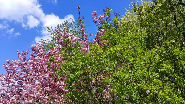 Lindas Flores Rosa Folhas Verdes Frescas Árvores Primavera Contra Fundo — Fotografia de Stock