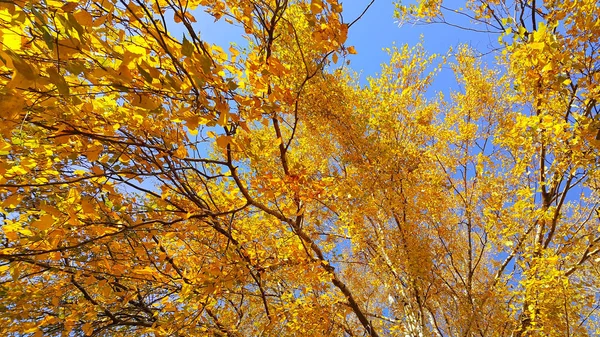 Gałęzie Brzozy Jesienne Jasnych Żółtych Liści Tle Błękitnego Nieba — Zdjęcie stockowe