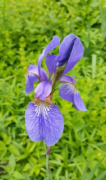 Schöne Irisblüte Nahaufnahme — Stockfoto