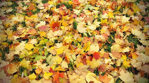 Λαμπερό Φόντο Φθινοπωρινές Από Πεσμένα Φύλλα Σφενδάμου Και Πράσινο Γρασίδι — Φωτογραφία Αρχείου