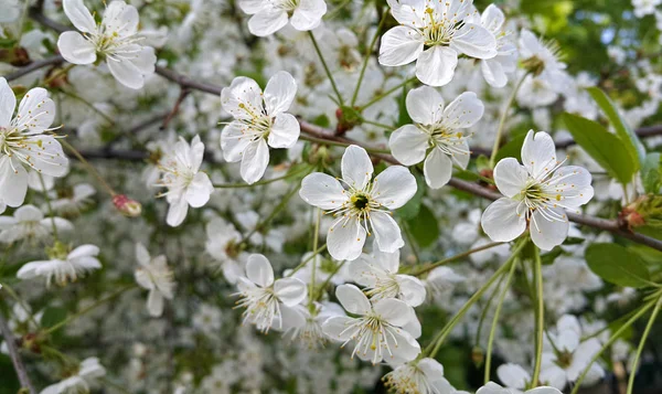 Güzel Beyaz Çiçekli Ağaç Bahar Çiçek Kiraz Şubesi — Stok fotoğraf