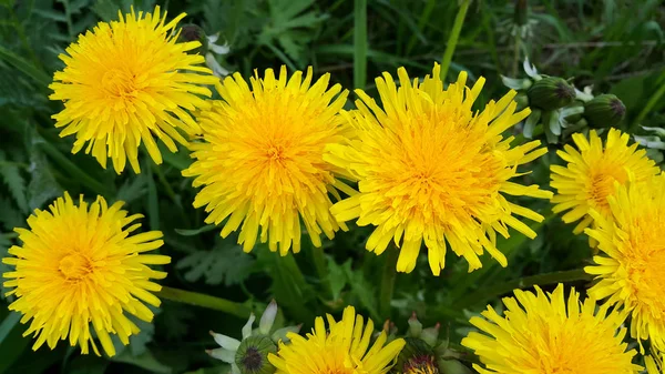 Bright Yellow Dandelion Flowers Closeup — Stock Photo, Image