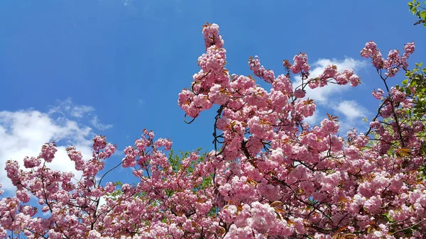 Hermosas Flores Árboles Primavera Contra Cielo Azul Flor Cerezo Japonés —  Fotos de Stock