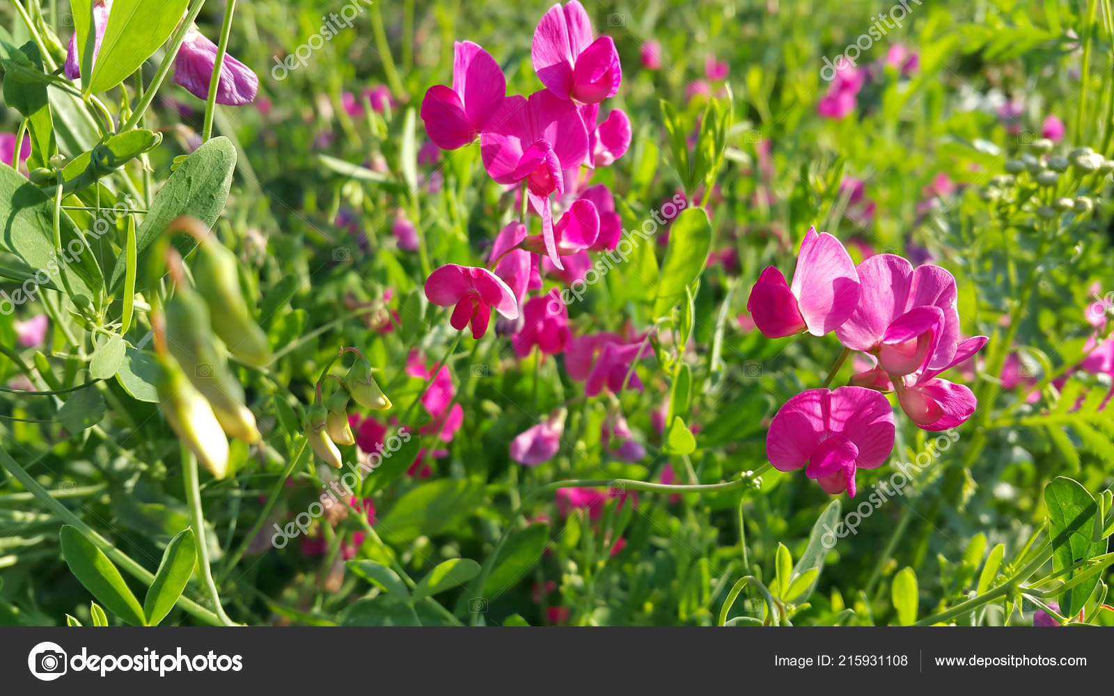 Fleur Pois Senteur Rose Belle Croissance Sauvage