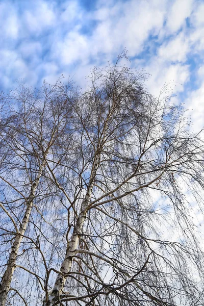 Top Winter Birches Blue Sky White Clouds — Stock Photo, Image