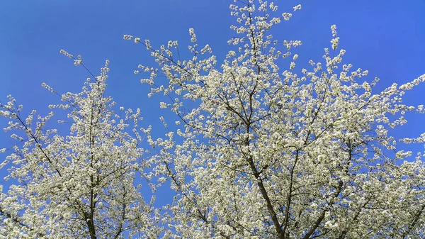 Hermoso Árbol Floreciente Primavera Contra Cielo Azul Claro —  Fotos de Stock