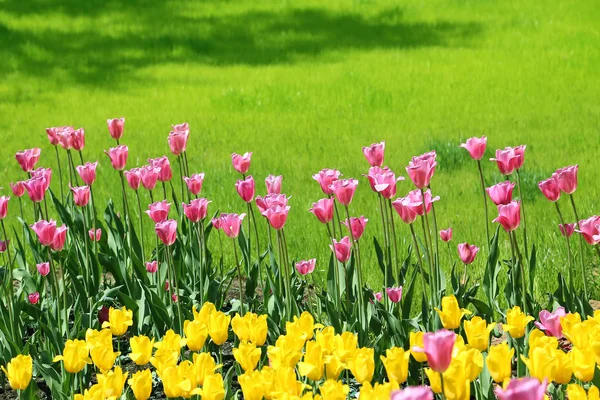 Mooie Heldere Kleurrijke Tulpen Een Zonnige Dag — Stockfoto