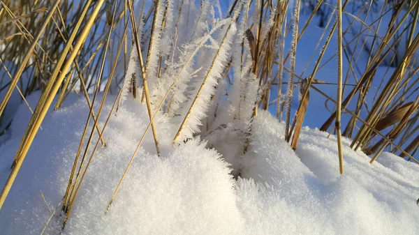 Primo Piano Steli Secchi Piante Ricoperte Neve — Foto Stock