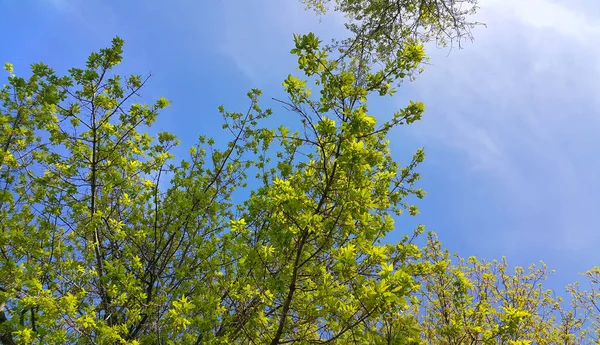 Ramos Árvore Primavera Com Folhagem Fresca Céu Azul Claro — Fotografia de Stock