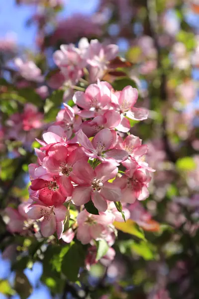 Branch Spring Apple Tree Beautiful Pink Flowers Close — Stock Photo, Image