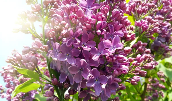 Close Belas Flores Primavera Brilhantes Floração Arbusto Lilás Luz Solar — Fotografia de Stock