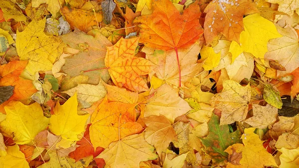 Ljusa Färgglada Hösten Bakgrund Från Nedfallna Löv Lönn — Stockfoto