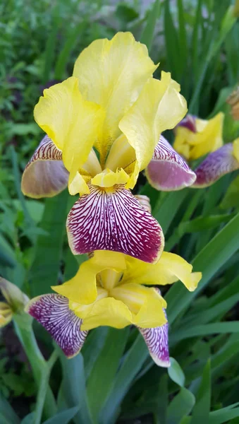 Hermosa Flor Iris Cerca — Foto de Stock