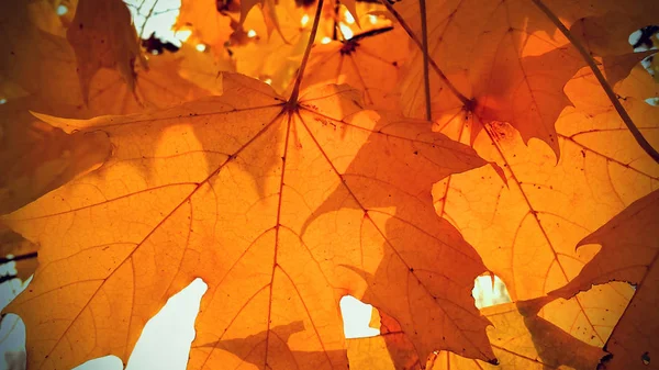 Ветка Ярко Оранжевой Листвы Кленового Дерева Винтажный Эффект — стоковое фото