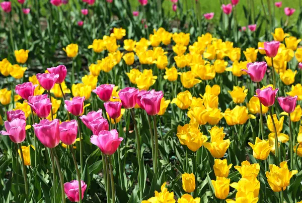 Indah Cerah Tulip Berwarna Warni Pada Hari Yang Cerah — Stok Foto