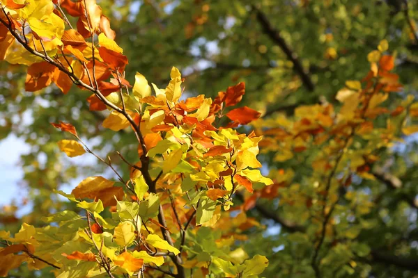 Rama Amarilla Brillante Del Árbol Del Otoño Que Brilla Luz — Foto de Stock