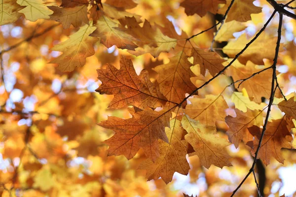 Piękną Gałąź Jesień Nieostrość Tle Natura — Zdjęcie stockowe