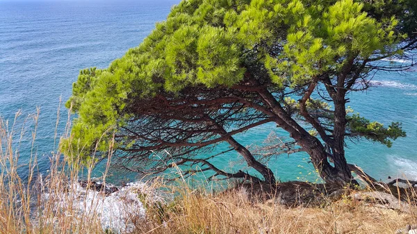 明るい青い海 コスタ ブラバ カタルーニャ スペインの近くの斜面に美しい松の木 — ストック写真