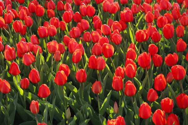 Mooie Rode Tulpen Gloeien Zonlicht Voorjaar Natuurlijke Lichte Achtergrond — Stockfoto