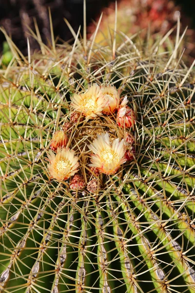 Primer Plano Cactus Grande Con Hermosas Flores Amarillas —  Fotos de Stock