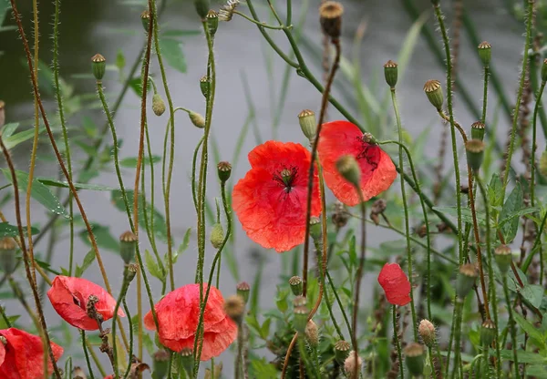 Beautiful Red Poppies Cloudy Day — Stock Photo, Image