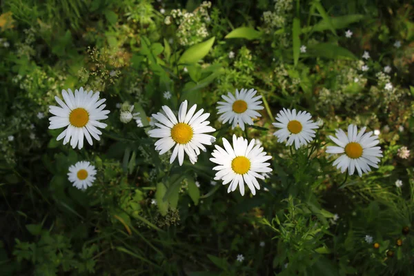 Closeup Beautiful Wild Daisies — Stock Photo, Image