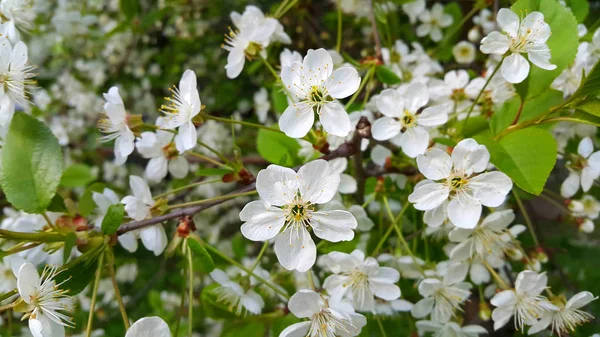 Beautiful branch of spring blooming cherry tree — Stock Photo, Image