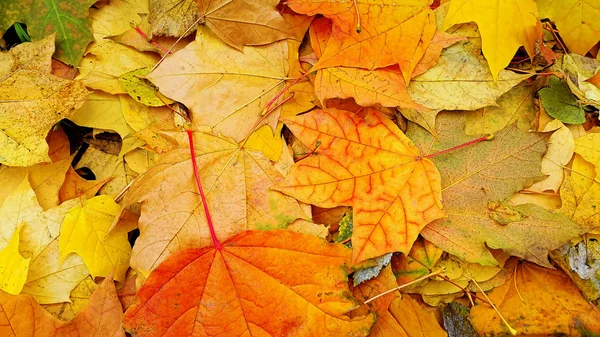 Heldere Kleurrijke Herfst Achtergrond Van Gevallen Bladeren Van Esdoorn — Stockfoto