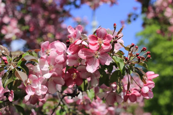 Branch of spring apple tree with beautiful bright pink flowers — Stock Photo, Image