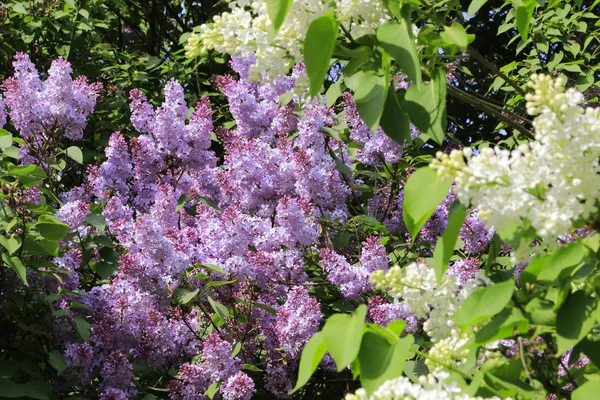 Bello cespuglio di primavera fiorente lucente di lilla — Foto Stock