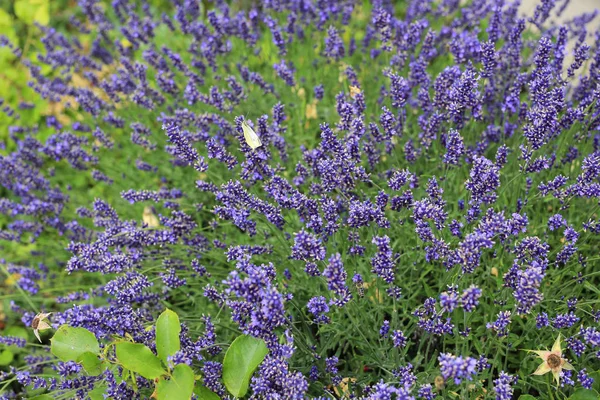 Belle Floraison Lavandes Dans Jardin Été — Photo