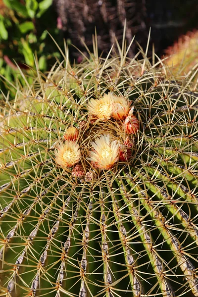 Gros Plan Gros Cactus Aux Fleurs Jaunes — Photo