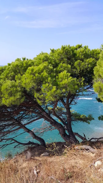 斜面に美しい松の木付近の明るい青い海 — ストック写真