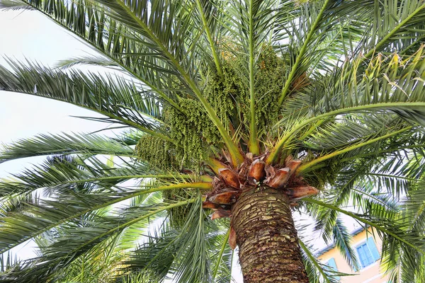 Palmy Zielone Owoce Clode — Zdjęcie stockowe