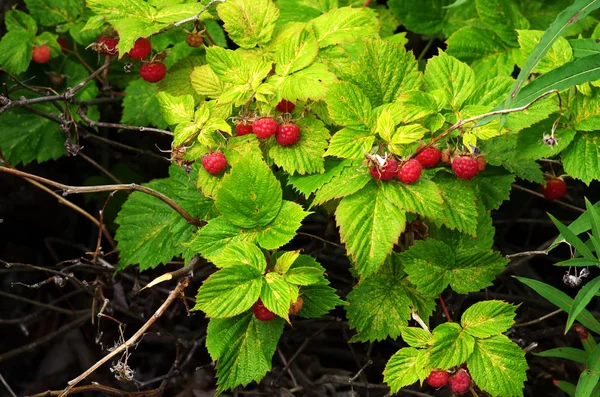 Wilde Framboos Heester Met Heldere Rijpe Bessen Het Bos — Stockfoto