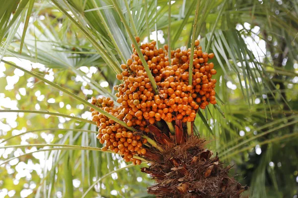 Palmboom Met Helder Oranje Vruchten Close — Stockfoto